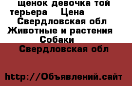 щенок девочка той-терьера  › Цена ­ 4 000 - Свердловская обл. Животные и растения » Собаки   . Свердловская обл.